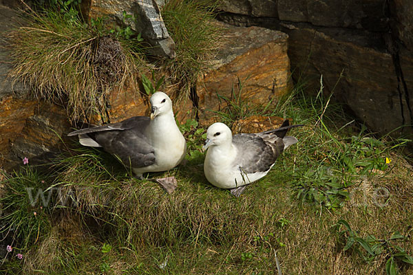 Eissturmvogel (Fulmarus glacialis)