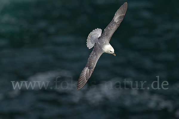 Eissturmvogel (Fulmarus glacialis)