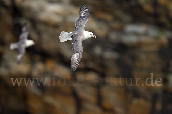 Eissturmvogel (Fulmarus glacialis)