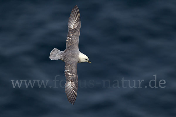 Eissturmvogel (Fulmarus glacialis)