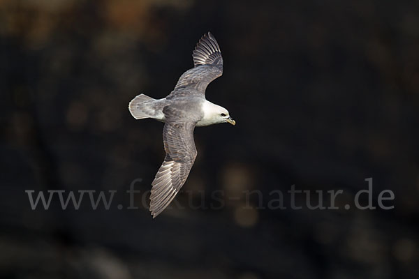 Eissturmvogel (Fulmarus glacialis)