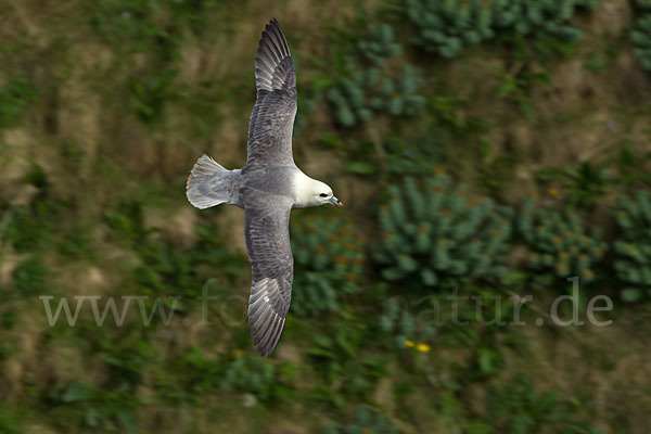 Eissturmvogel (Fulmarus glacialis)