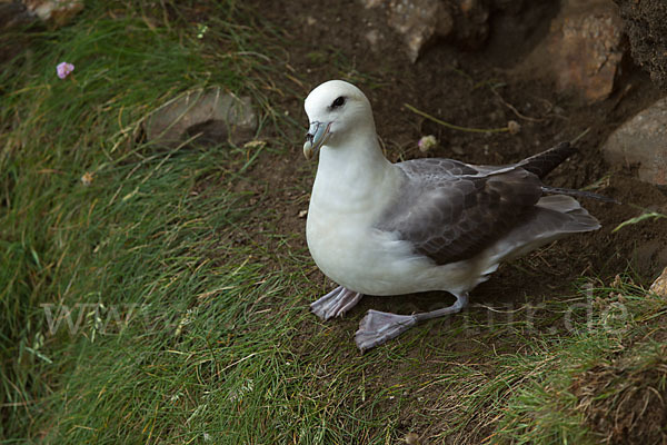 Eissturmvogel (Fulmarus glacialis)