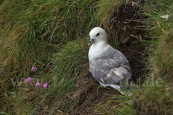 Eissturmvogel (Fulmarus glacialis)