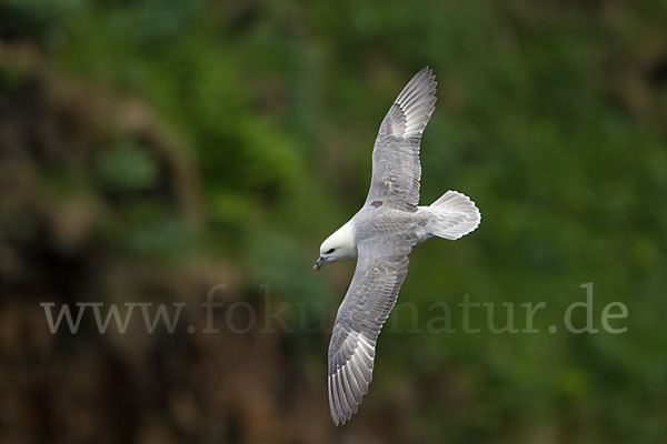 Eissturmvogel (Fulmarus glacialis)