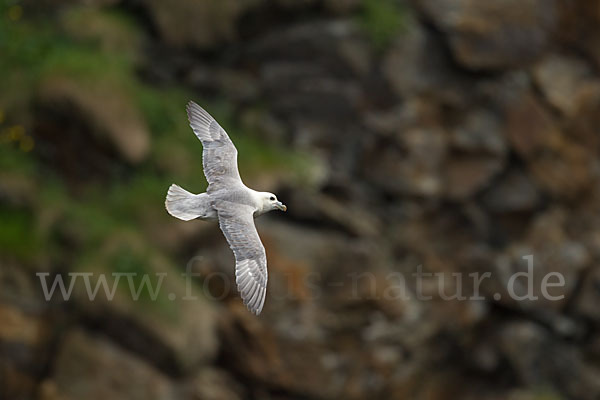 Eissturmvogel (Fulmarus glacialis)