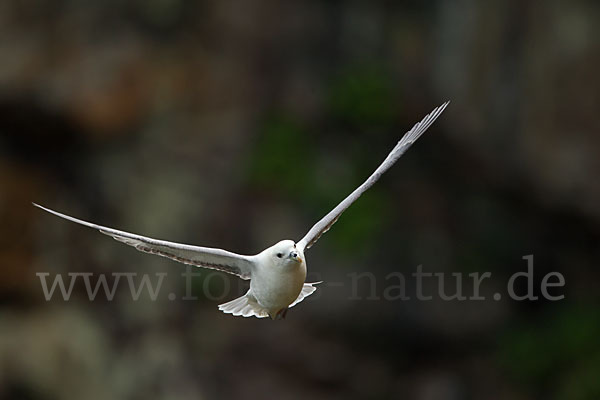 Eissturmvogel (Fulmarus glacialis)