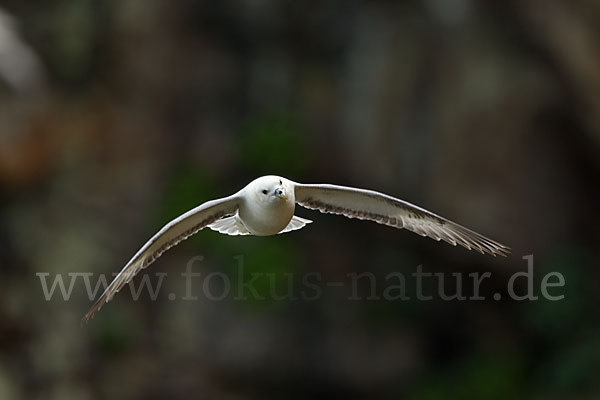 Eissturmvogel (Fulmarus glacialis)