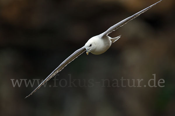 Eissturmvogel (Fulmarus glacialis)