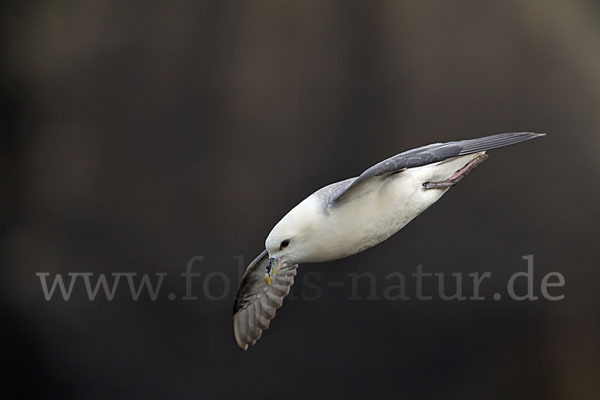 Eissturmvogel (Fulmarus glacialis)