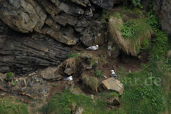 Eissturmvogel (Fulmarus glacialis)