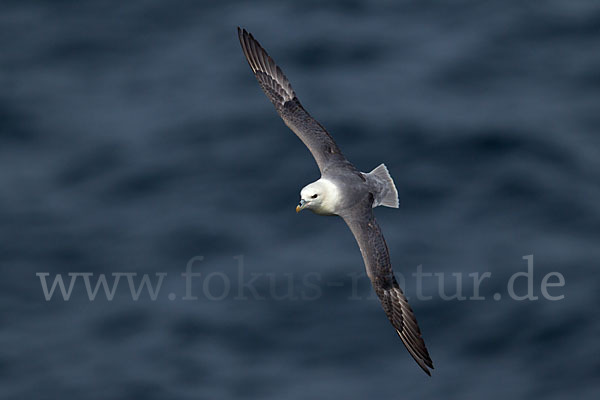 Eissturmvogel (Fulmarus glacialis)