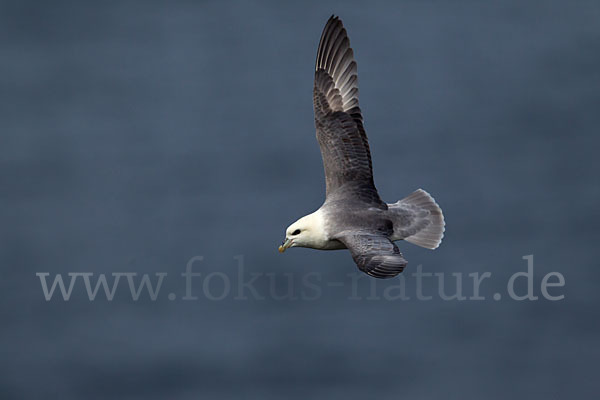 Eissturmvogel (Fulmarus glacialis)