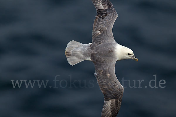 Eissturmvogel (Fulmarus glacialis)