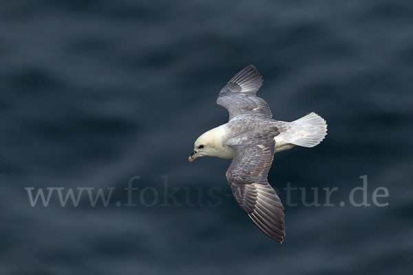 Eissturmvogel (Fulmarus glacialis)