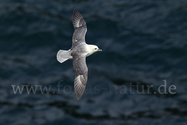 Eissturmvogel (Fulmarus glacialis)