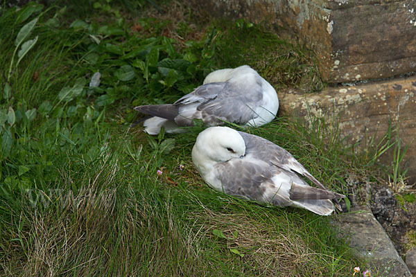 Eissturmvogel (Fulmarus glacialis)