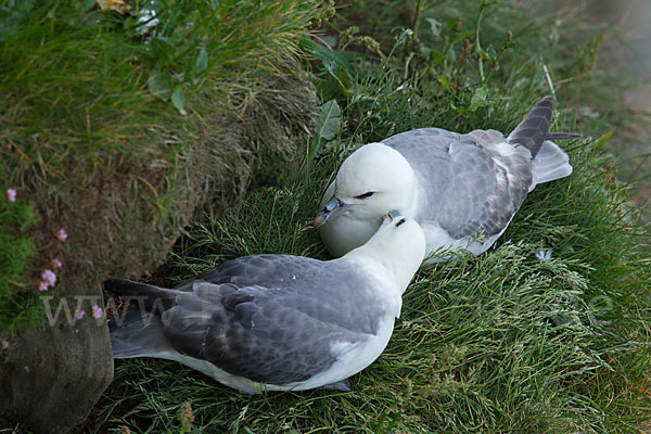 Eissturmvogel (Fulmarus glacialis)