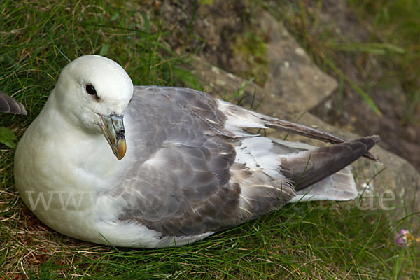 Eissturmvogel (Fulmarus glacialis)