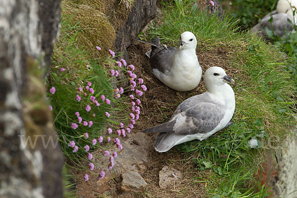 Eissturmvogel (Fulmarus glacialis)