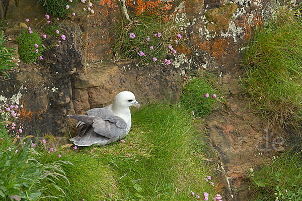 Eissturmvogel (Fulmarus glacialis)