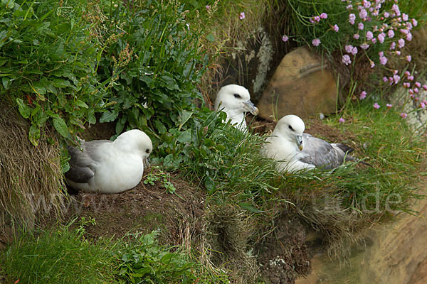 Eissturmvogel (Fulmarus glacialis)