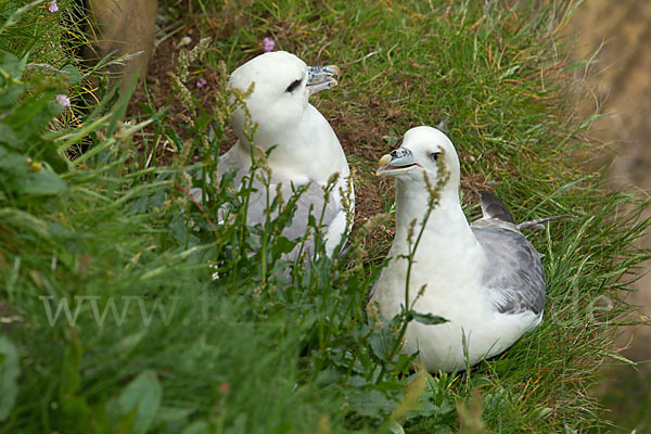 Eissturmvogel (Fulmarus glacialis)