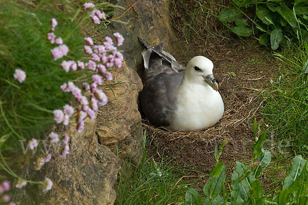 Eissturmvogel (Fulmarus glacialis)