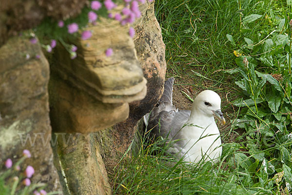 Eissturmvogel (Fulmarus glacialis)