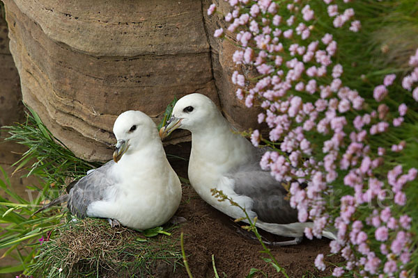 Eissturmvogel (Fulmarus glacialis)