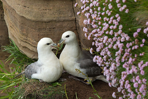 Eissturmvogel (Fulmarus glacialis)