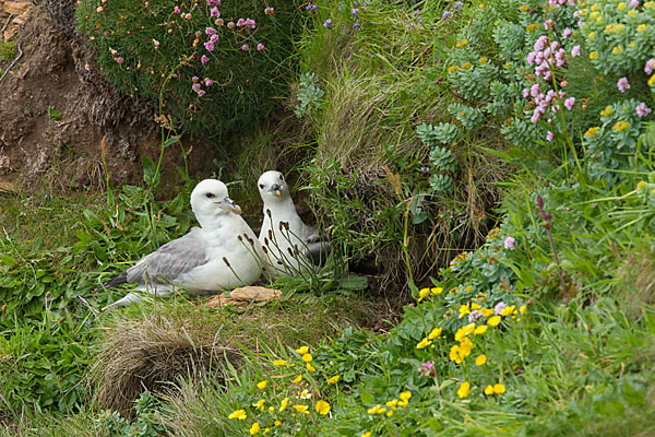 Eissturmvogel (Fulmarus glacialis)