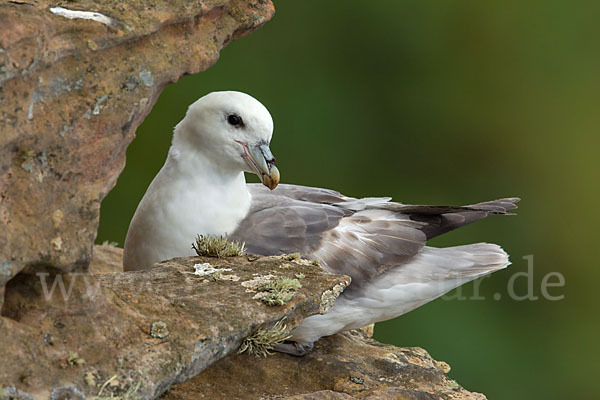 Eissturmvogel (Fulmarus glacialis)