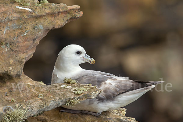 Eissturmvogel (Fulmarus glacialis)