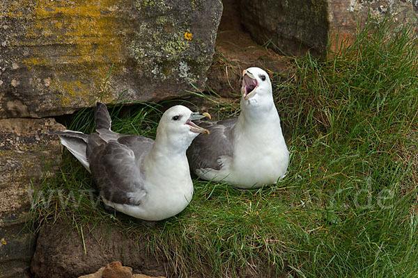 Eissturmvogel (Fulmarus glacialis)