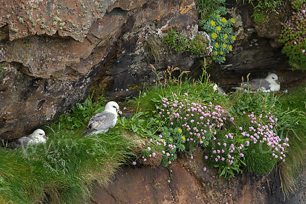 Eissturmvogel (Fulmarus glacialis)