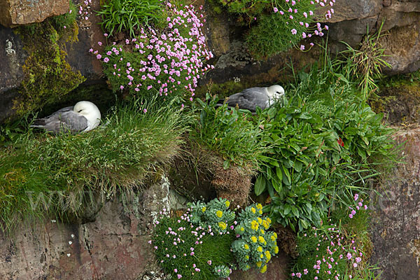 Eissturmvogel (Fulmarus glacialis)