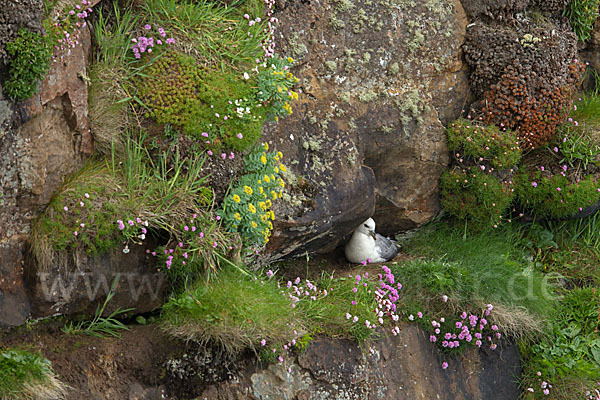 Eissturmvogel (Fulmarus glacialis)
