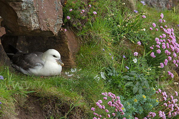 Eissturmvogel (Fulmarus glacialis)