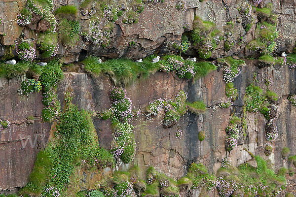 Eissturmvogel (Fulmarus glacialis)