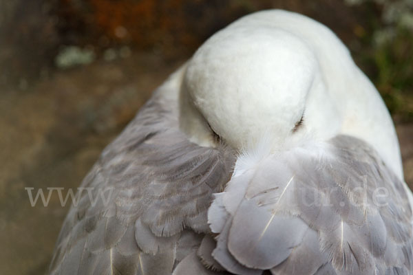 Eissturmvogel (Fulmarus glacialis)