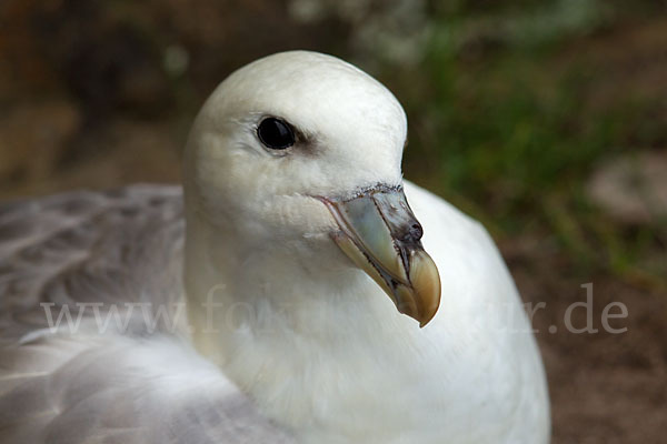 Eissturmvogel (Fulmarus glacialis)