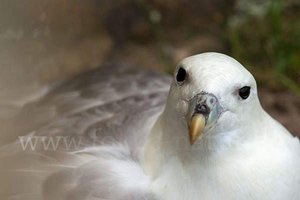 Eissturmvogel (Fulmarus glacialis)