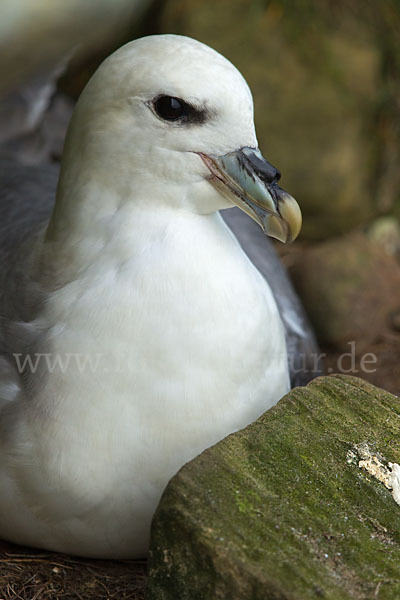 Eissturmvogel (Fulmarus glacialis)