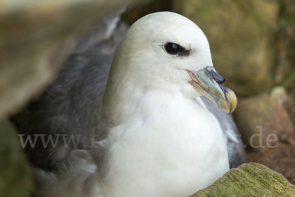 Eissturmvogel (Fulmarus glacialis)