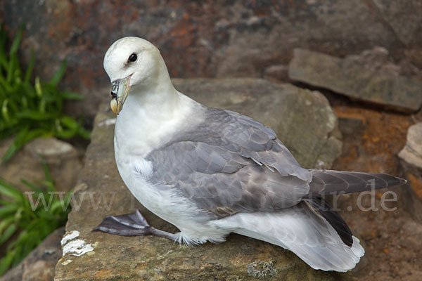 Eissturmvogel (Fulmarus glacialis)