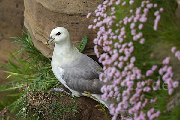 Eissturmvogel (Fulmarus glacialis)