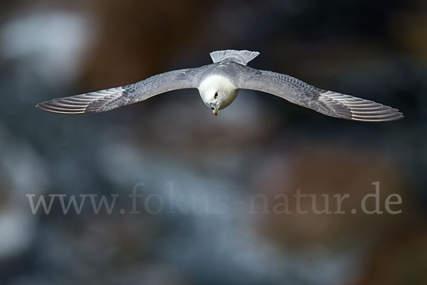 Eissturmvogel (Fulmarus glacialis)