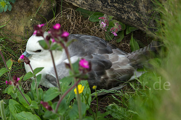 Eissturmvogel (Fulmarus glacialis)