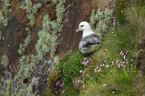 Eissturmvogel (Fulmarus glacialis)